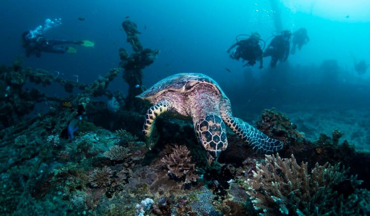 Turtle underwater with divers in the background
