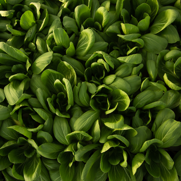 Sustainability at Kandima