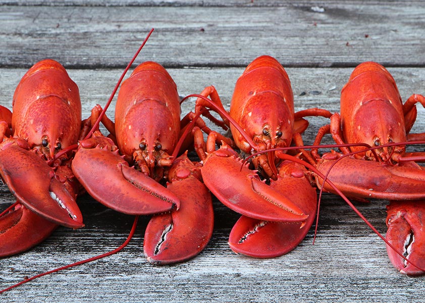 Black box - Lobster Fest Cookout Challenge at Zest